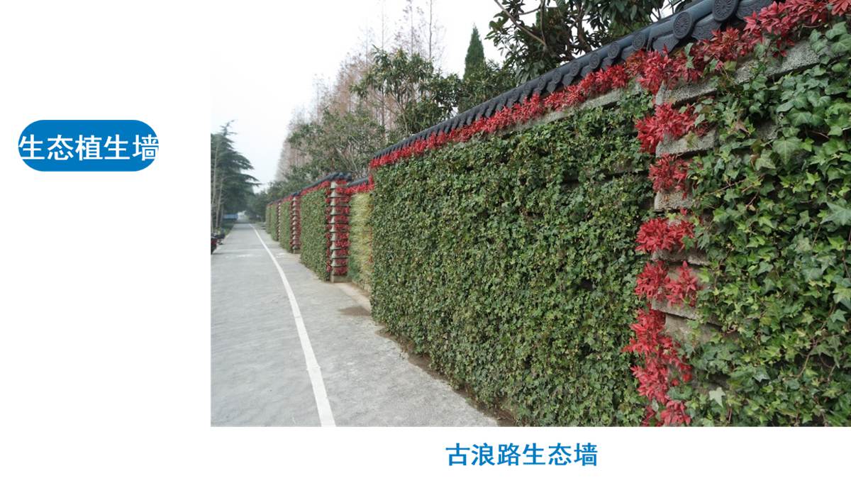 水泥木质（骨料）植生混凝土8.jpg